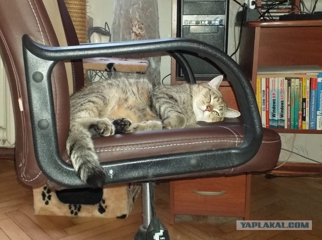 Если кот Дизель спит, Значит кот Дизель сыт