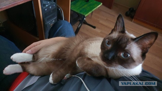 Про прапора, кота