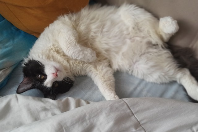 Котаны с забавным окрасом