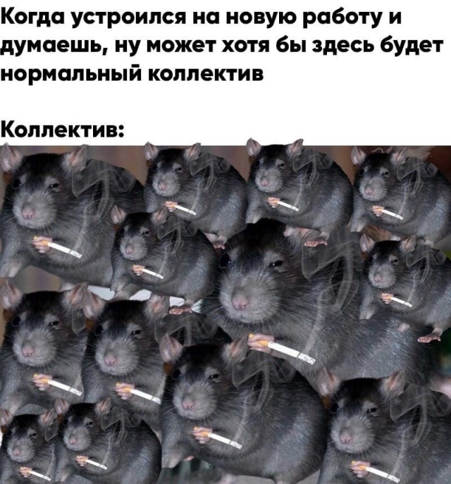 Весёлый полтишок 22.03