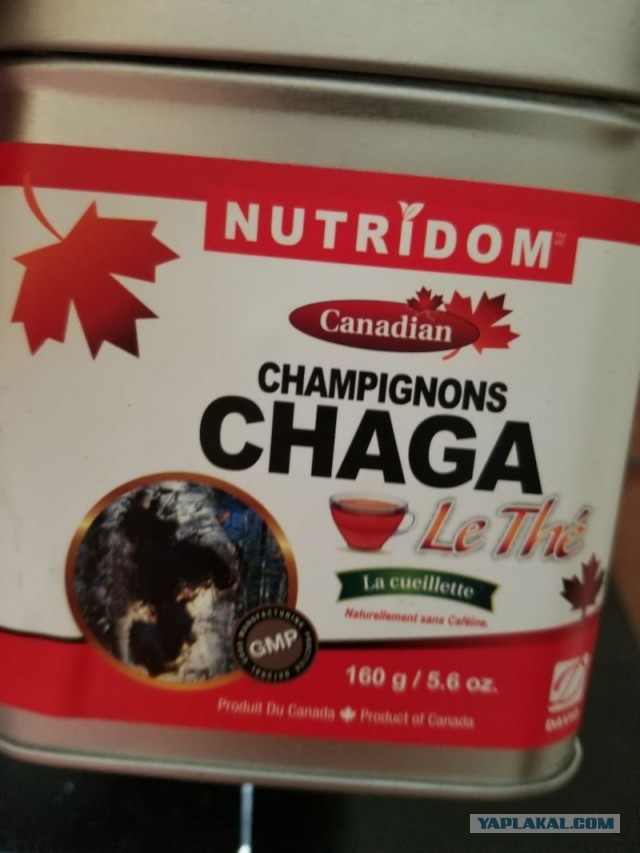 Чага - берёзовый гриб