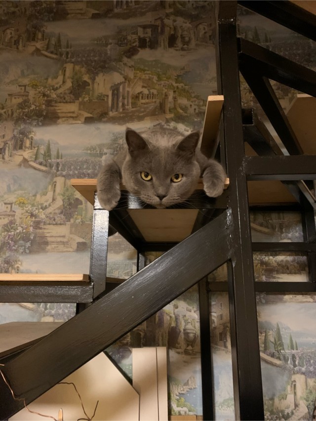 Мой самый первый КОТовторник!