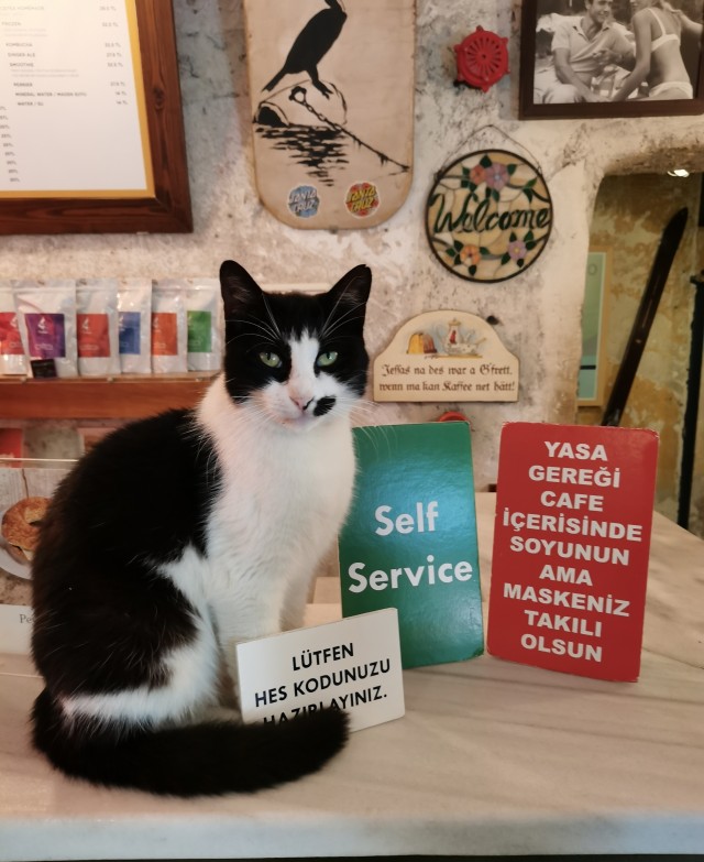 Котовторник 28.09.21