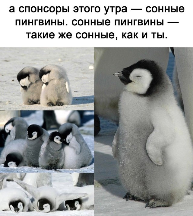Баянисто-небаянистый юмор 31.01.22