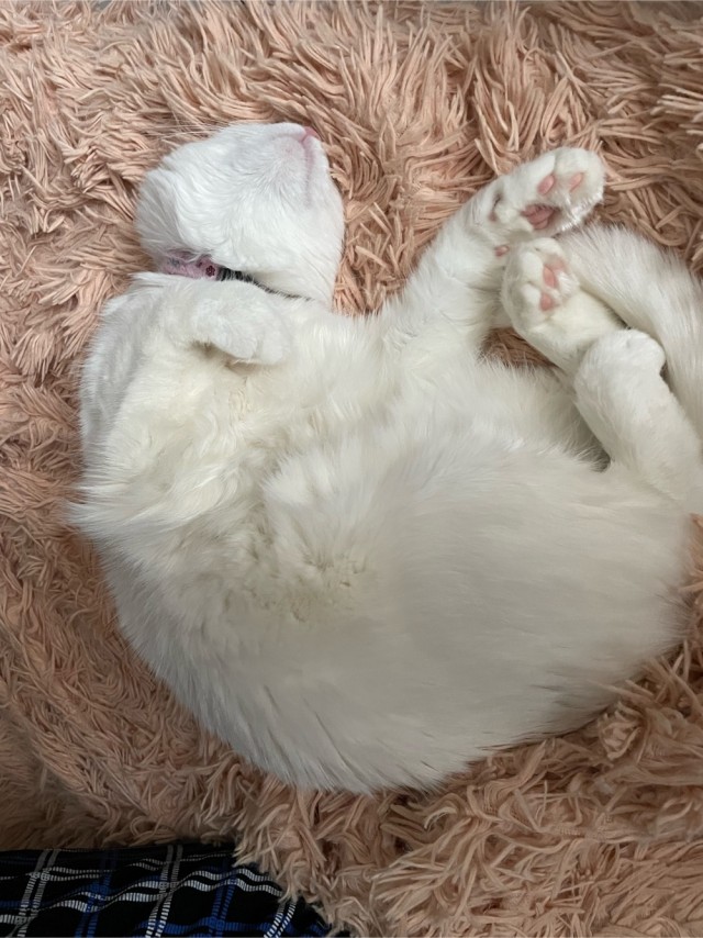 Котовторниковское