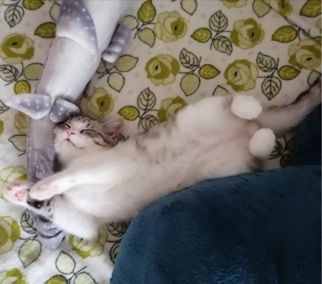 Ну, поехали в котоввторник!