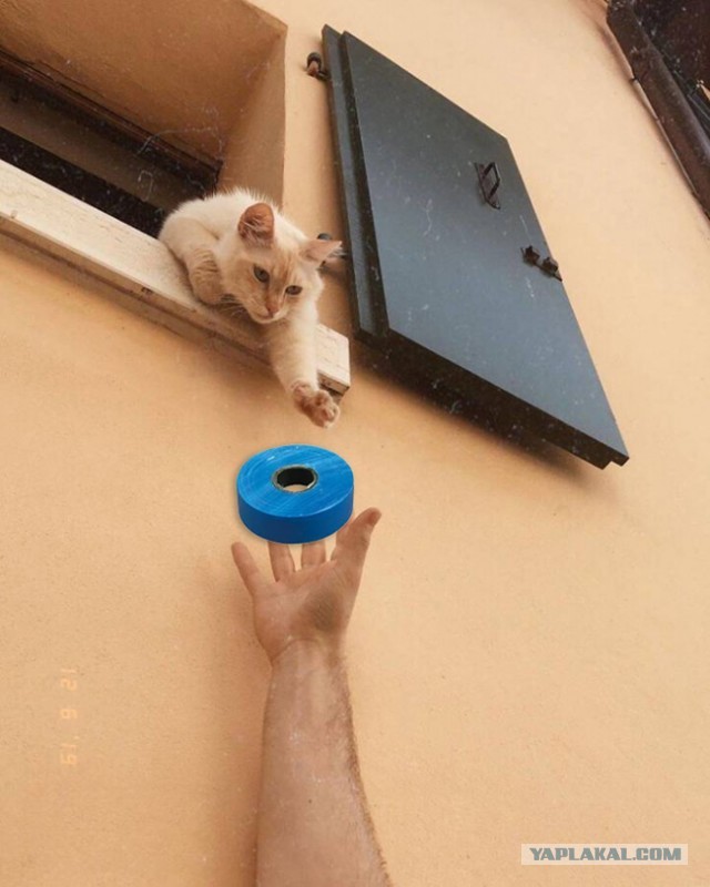 И снова день кошачий!