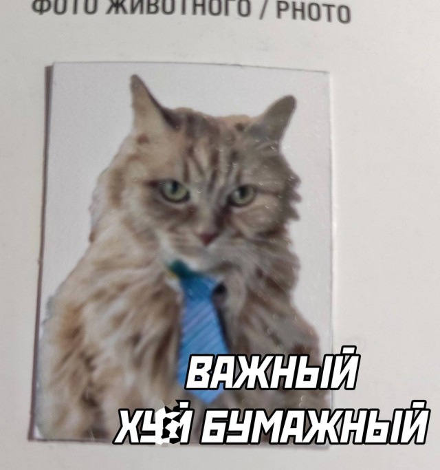 Когда ветврач сказал, что нужно фото для ветеринарного паспорта кошки