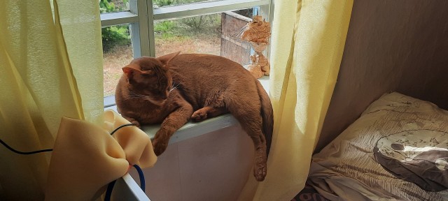 Начну котовторник чуть раньше!