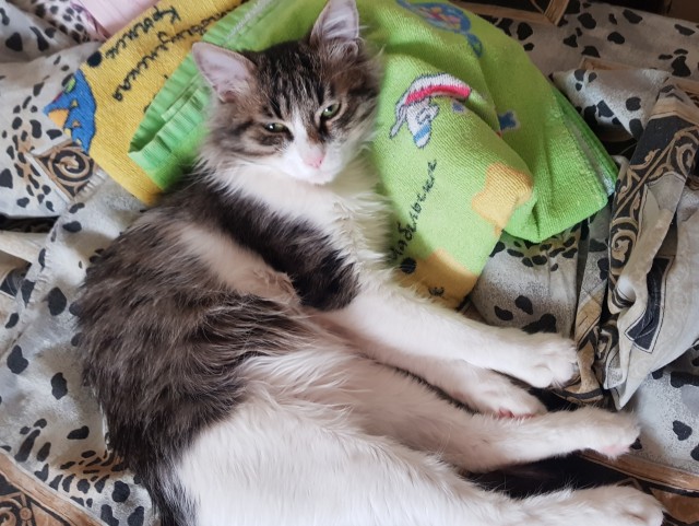 К котофторнику