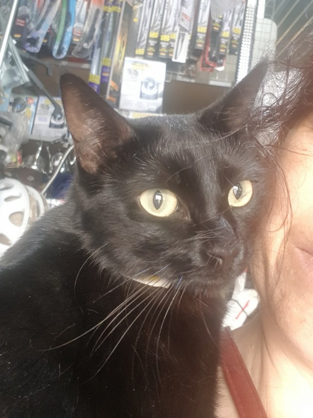 На котовторник