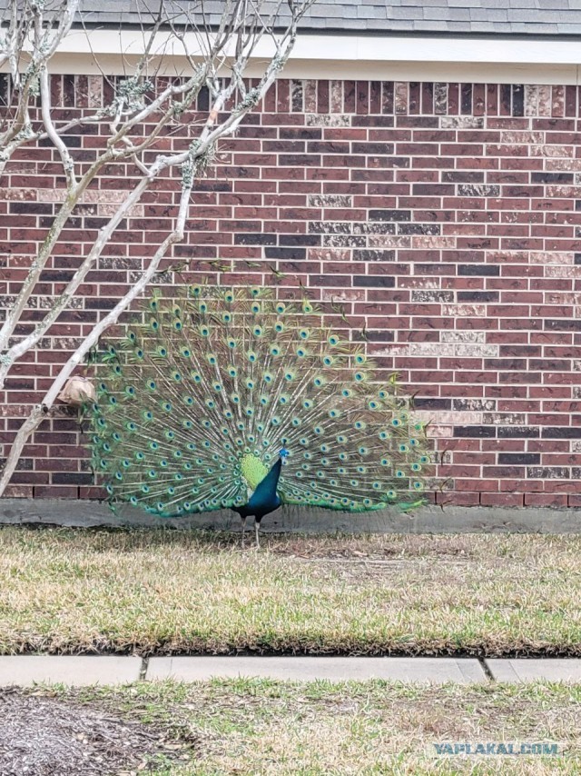 Деревенская Америка - 9