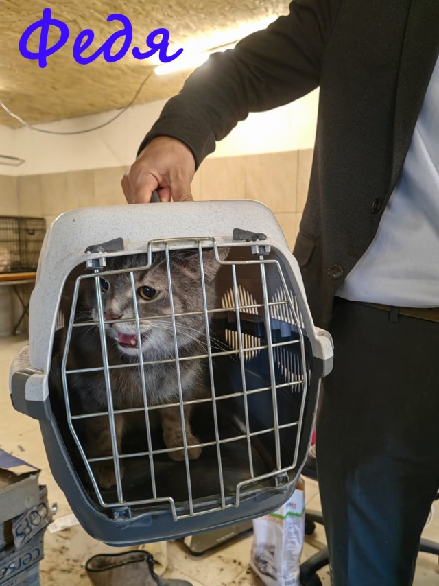 Жизнь домашнего приюта "Котоленд" 385