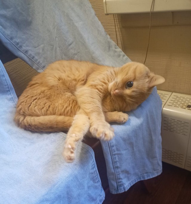 Ненужный кот