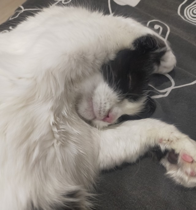 Котовторник уже пришёл?