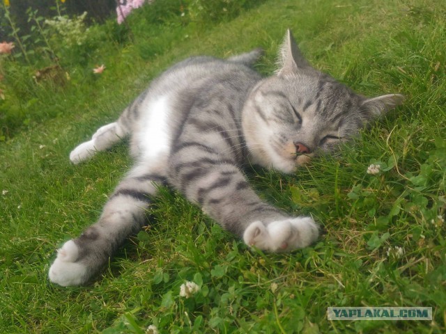 А в следующей жизни я хотел бы быть котом