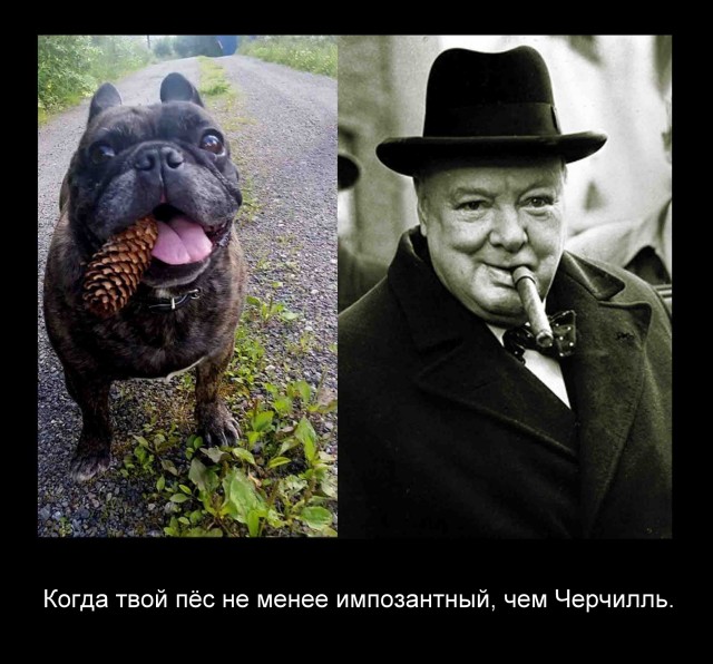 55 демотиваторов опять