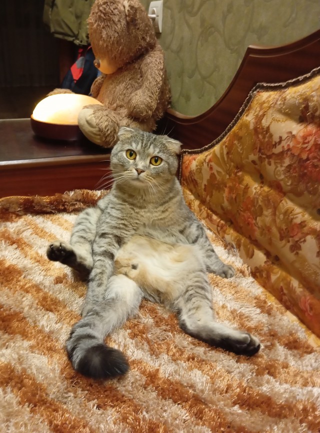 Котовторник 05/11/2024