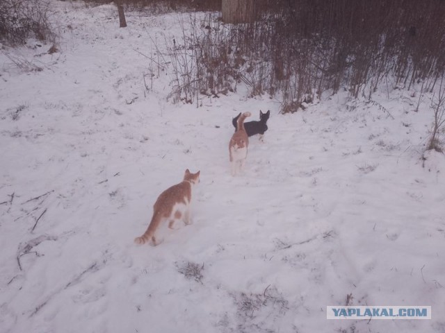 Жизнь домашнего приюта для котеек 537