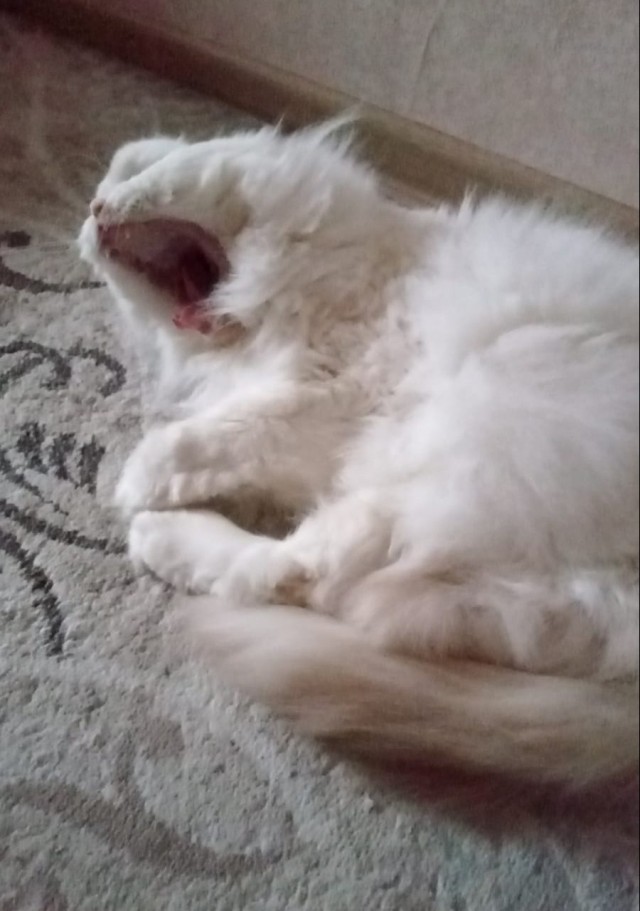 Который вторник