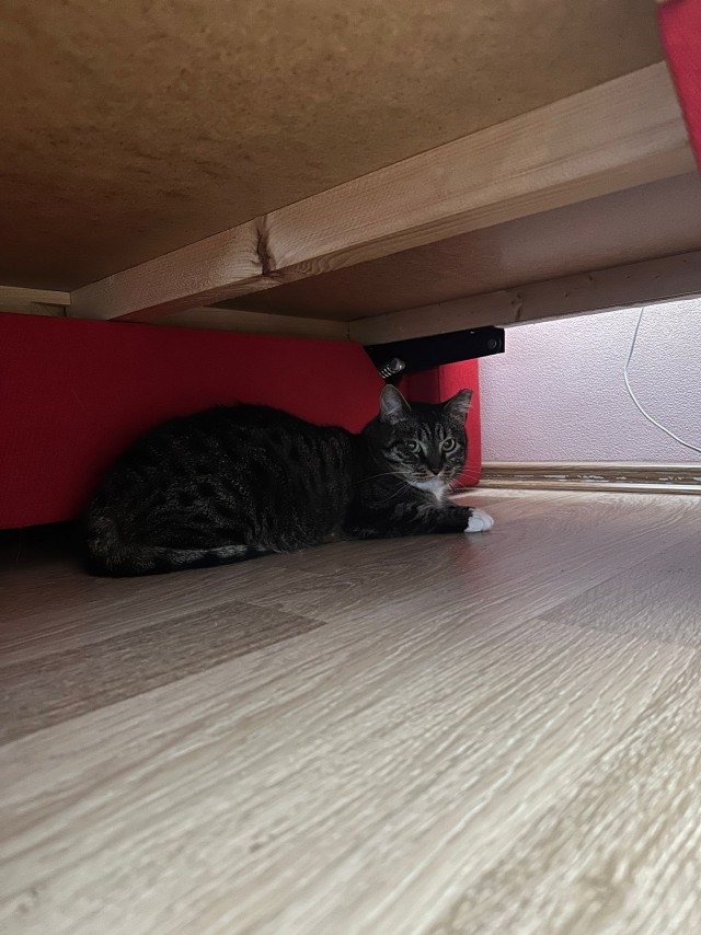 Спящий кот