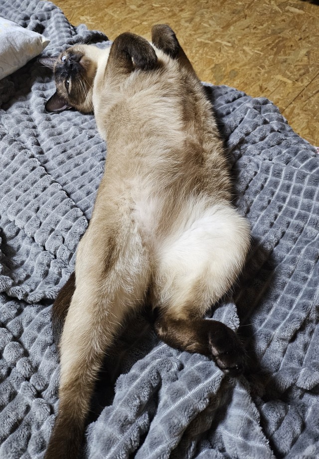 Моя жена не умеет фоткать кота