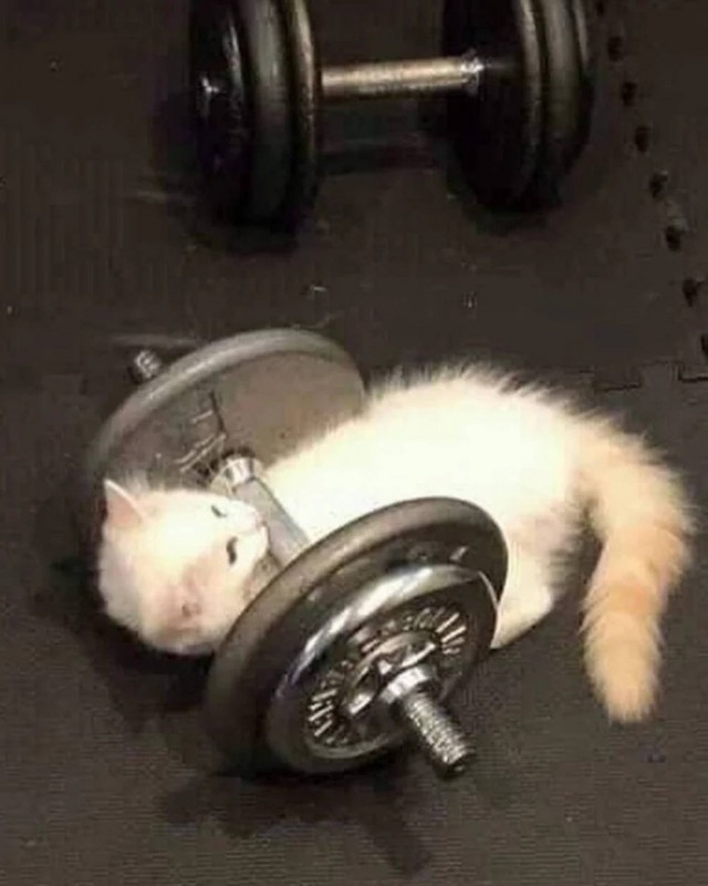 Чутка кошек