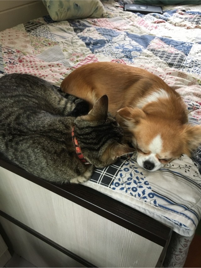 Котовторник же!