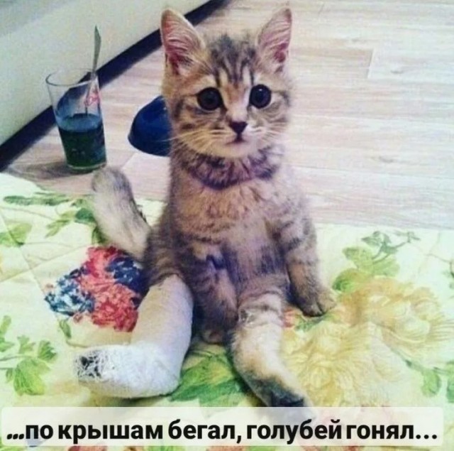 Кошка симулянт