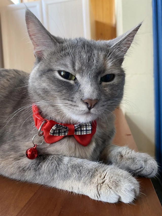 Моя хозяйка