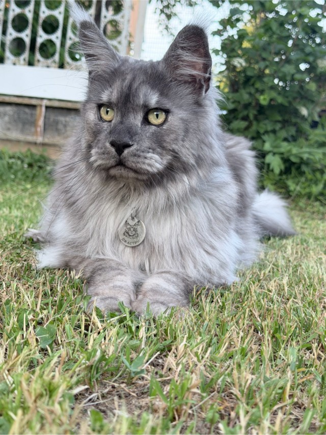 Котское.