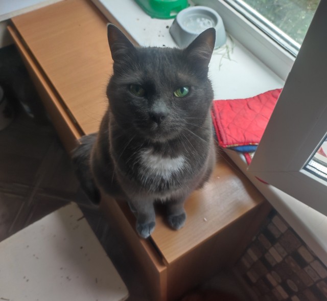 Котовторник#