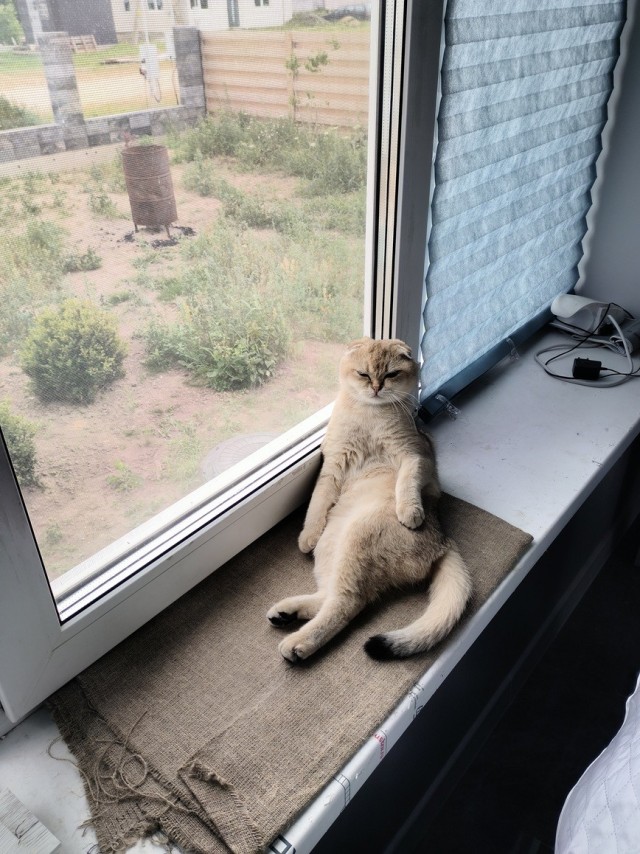Фотки красивого кота.