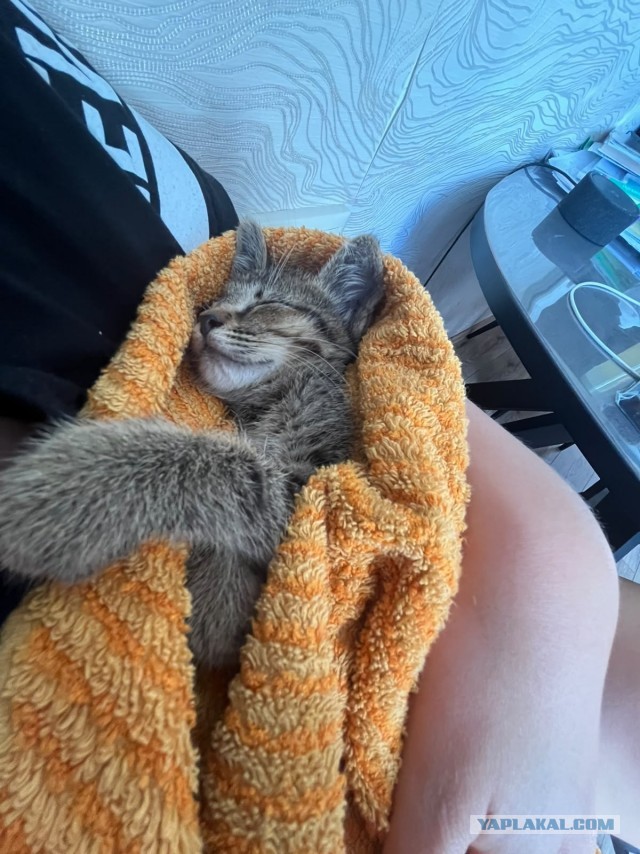 Котенок, Москва/Мос. область