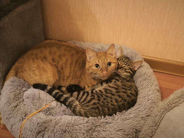 Стал которабом дважды
