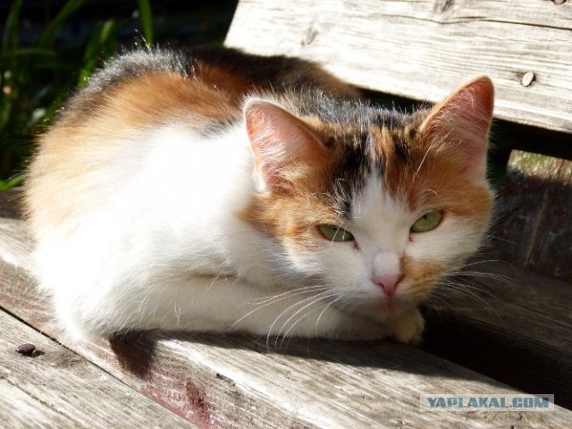 Котовторник 03.09.2013