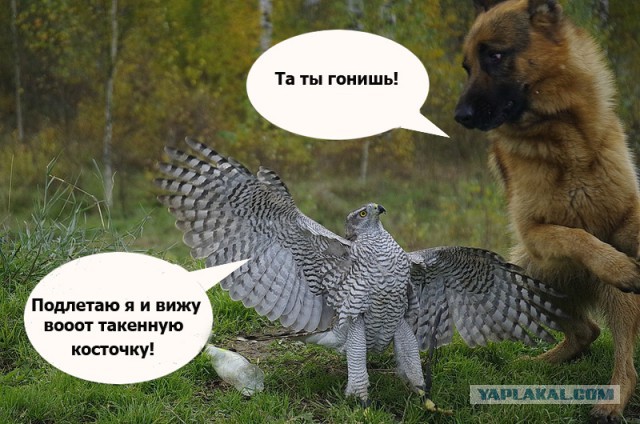 Напарники на охоте!