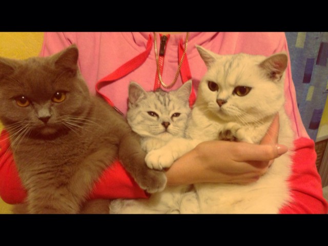 Котовторник   17.12.2013
