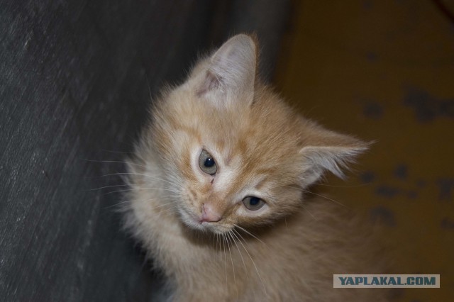 Котовторник  08.04.2014