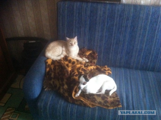 Котовторник 6.05.2014