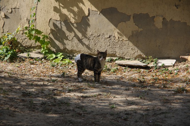 Котовторник 30.09.2014