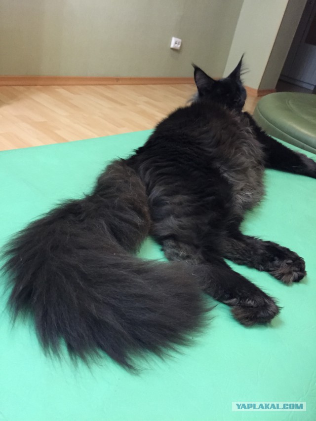 Котовторник