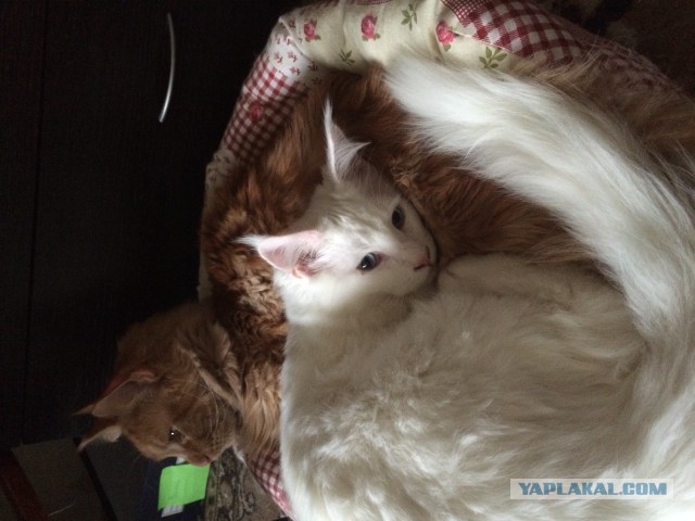 Котовторник
