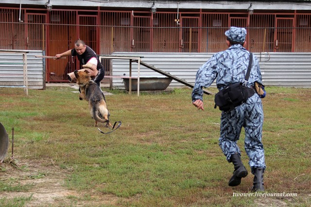 Центр кинологической службы Упр-ния на транспорте