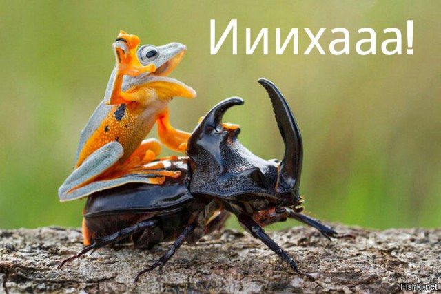 Взаимовыручка у животных