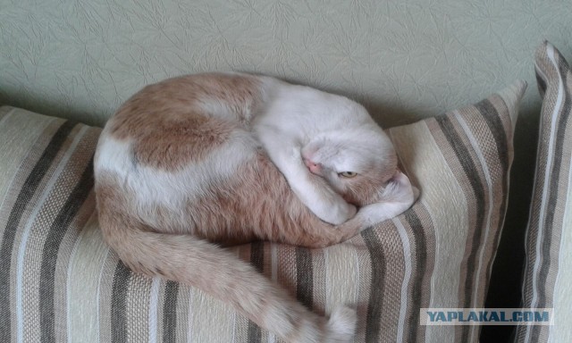 Как спят кошки....