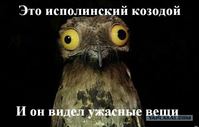 Знакомясь с японкой, никогда не знаешь какое у нее