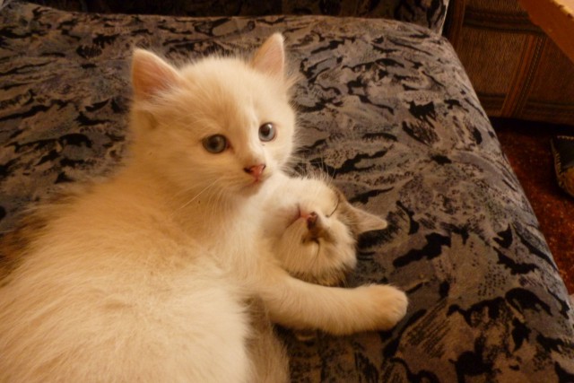 Пост невероятной кошачьей красоты. 25 фот.