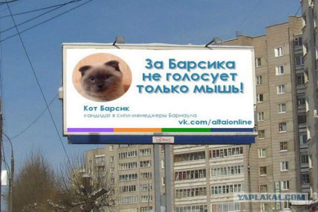На выборах мэра Барнаула лидирует кот Барсик