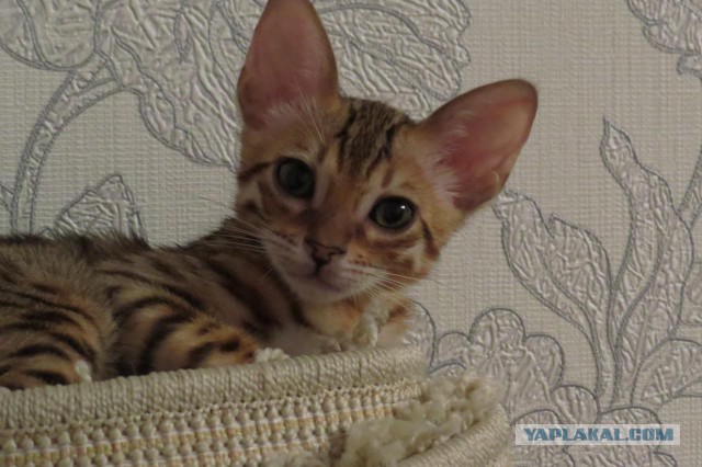Котовторник - начало